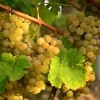 Vin cépage Roussane